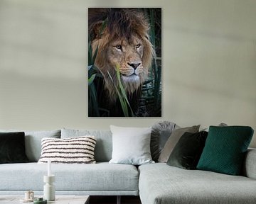 African lion van RT Photography