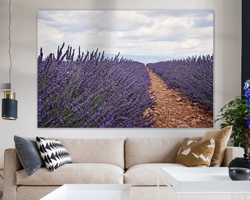 Lavendel velden van Kramers Photo