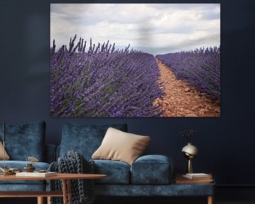 Lavender fields by Kramers Photo