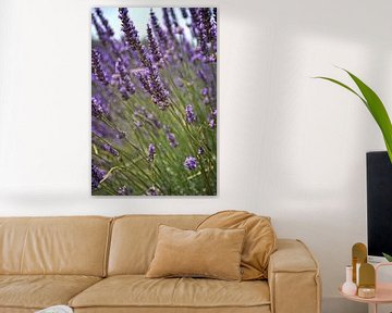 Lavender fields von Kramers Photo