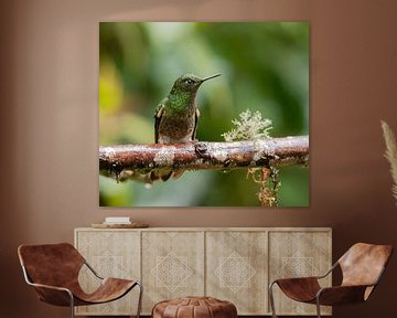 Bruinstaarthoornkolibrie by Maarten Verhees