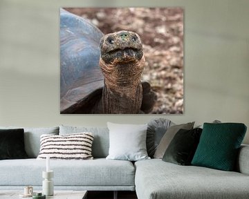 Galapagosreuzenschildpad sur Maarten Verhees