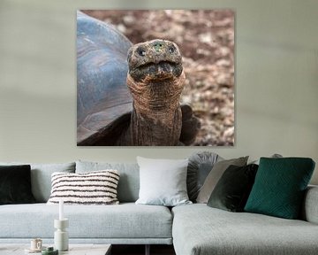 Galapagosreuzenschildpad