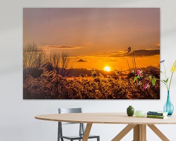 Sun over reeds by Joost Lagerweij