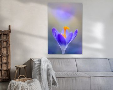 Early Crocus