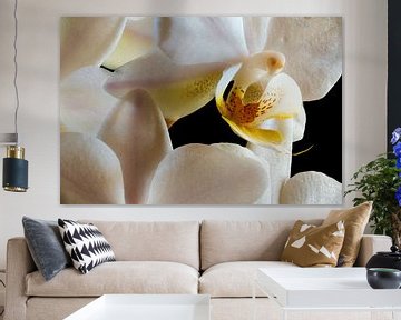 Binnen in een witte orchidee van Youri Mahieu