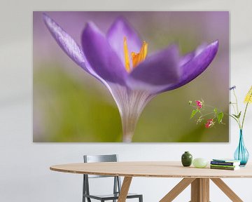 Boerenkrokus, Early Crocus, Crocus tomassinianus by AGAMI Photo Agency