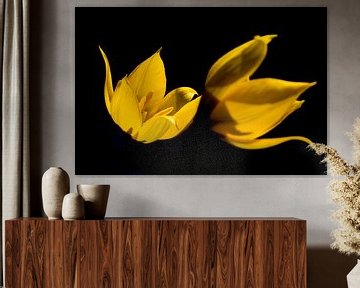Bostulp, Tulipa sylvestris van AGAMI Photo Agency
