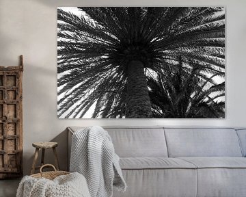 Palmboom in zwart-wit van Anita van Hengel