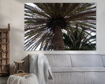 Palmboom van Anita van Hengel