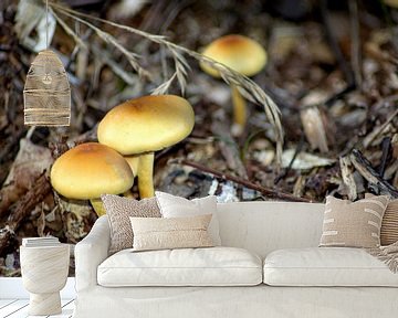 Concept nature : The unkown mushrooms van Michael Nägele