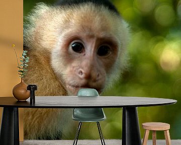 Witschouderkapucijnaap