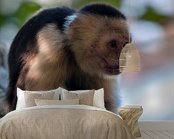 Witschouderkapucijnaap