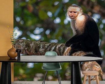 Witschouderkapucijnaap