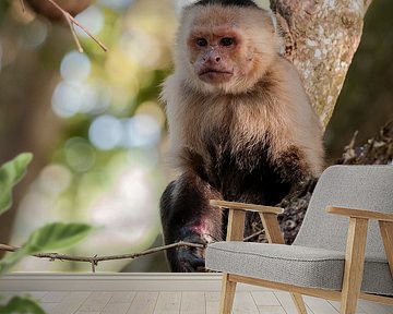 Witschouderkapucijnaap