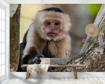 Witschouderkapucijnaap