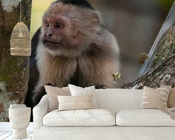 Witschouderkapucijnaap