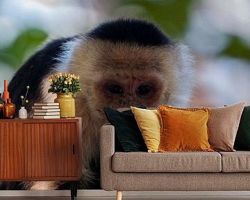 Witschouderkapucijnaap