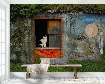 cat in doorway by Tejo Coen