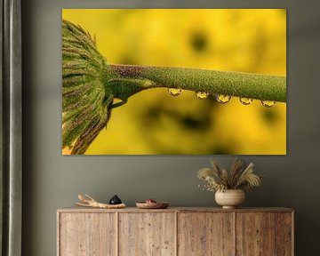 Gerbera réfléchi dans une goutte d'eau sur Gea Gaetani d'Aragona