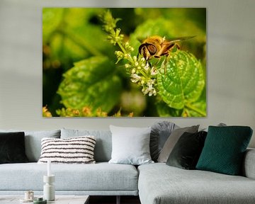 Vlieg op munt-plant