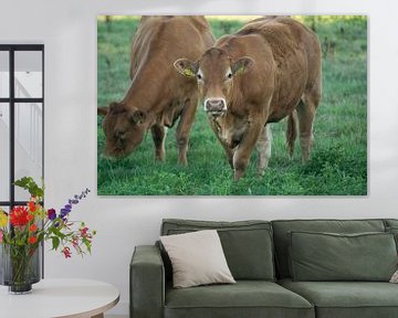Bruine koe van Valqueira van der Does