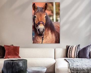 Concept Kaltblutmarkt 2018 : Brown horse van Michael Nägele