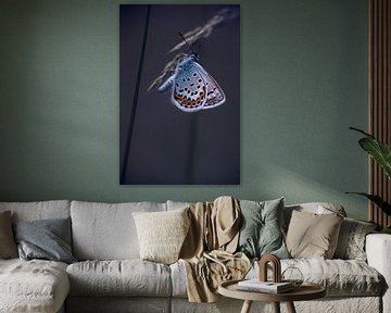blauer Schmetterling von Birgitta Tuithof