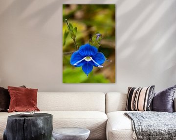 Kleine blaue Blume von Pieter van Roijen