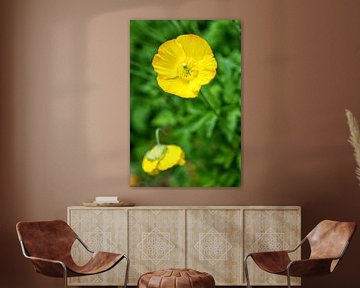 yellow poppy