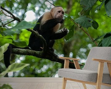 Witschouderkapucijnaap