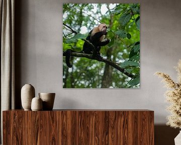Witschouderkapucijnaap van Maarten Verhees