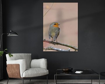 Robin, songbird, spring, bird protection by Maartje van Tilborg