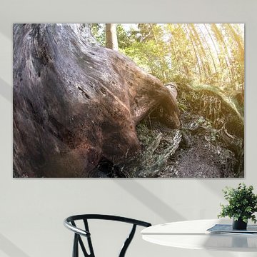 Liebesbankweg  mit Blick in den Wald und Baumstumpf im Sonnenlicht