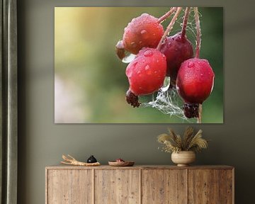 Herbstbild Hagebutte mit Wassertropfen van Dirk Bartschat