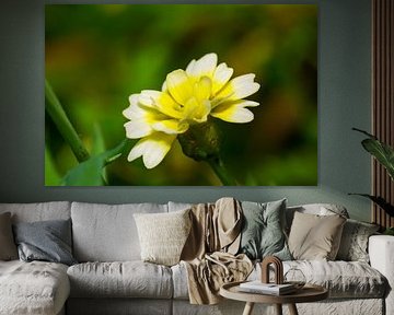 Bloemknop Geel met groen