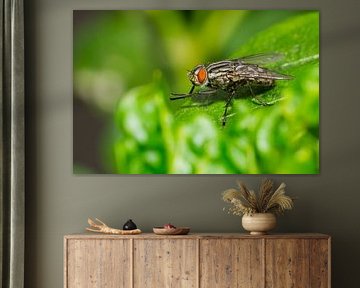 Dambord-vlieg op groen blad