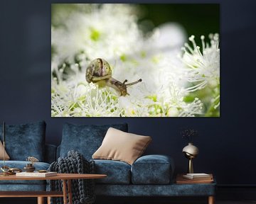 Slak op Hortensia