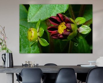 Dahlia rood/geel, groen.