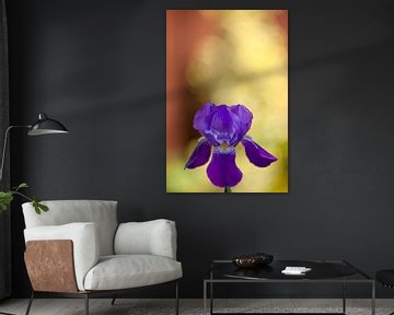 De paarse Iris