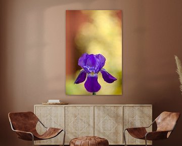 De paarse Iris van Pieter van Roijen