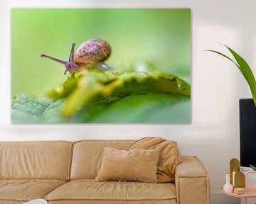 The snail on green by Gea Gaetani d'Aragona