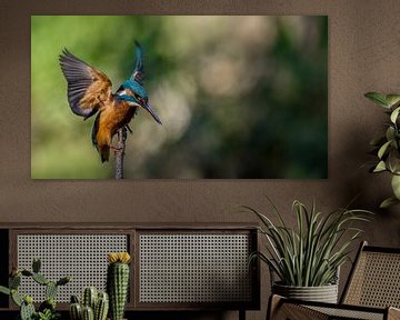 Kingfisher by Maarten van der Voorde