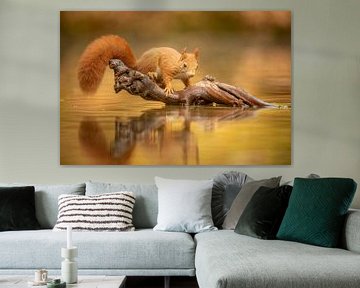 Squirrel in autumn by Gonnie van de Schans