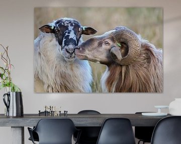 Schapenliefde / sheep love /  Schaf Liebe / amour de moutons van Karin van Rooijen Fotografie