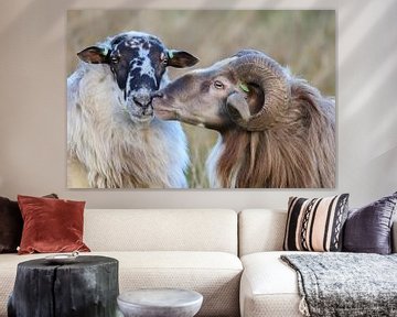 Amour de moutons sur Karin van Rooijen Fotografie