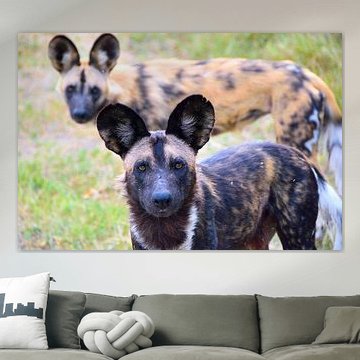 De Afrikaanse wilde hond