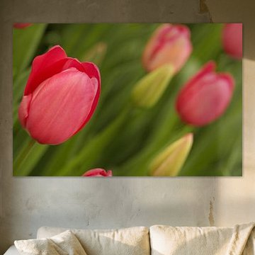 Eine schöne starke und mächtige Blume; die Tulpe!