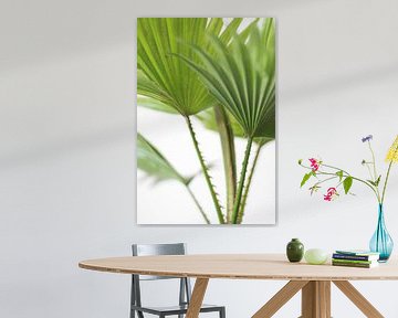 Palm (blad)