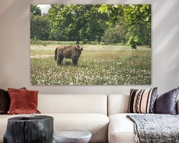 Wisent on the Maashorst by Rob van Dongen